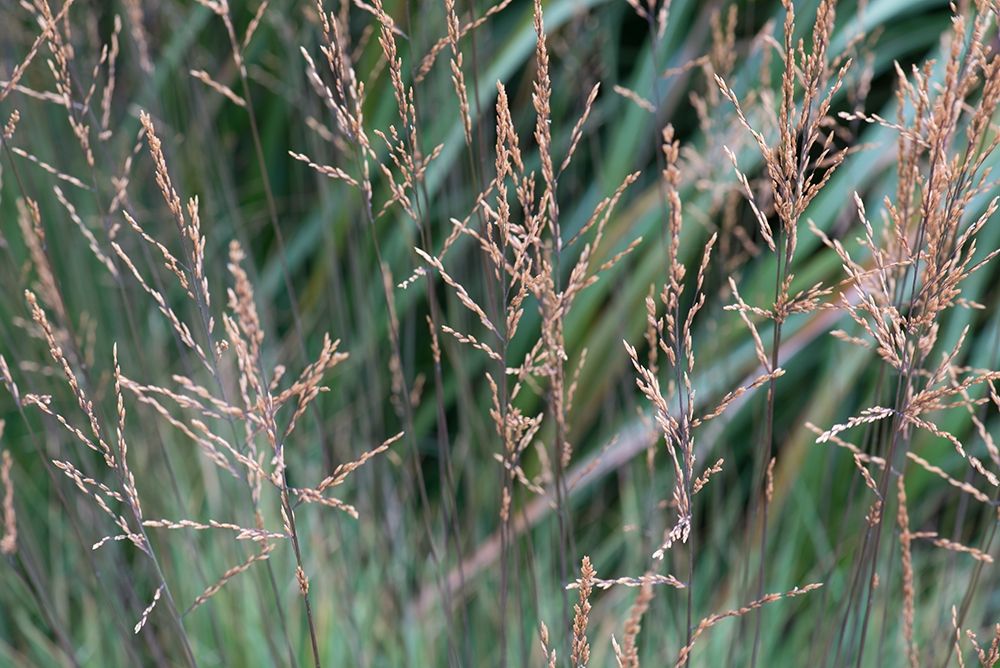 Delicate Grasses
