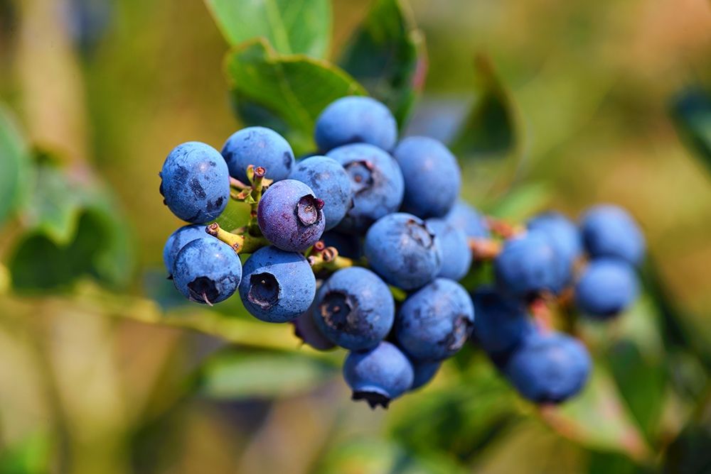 Blueberries