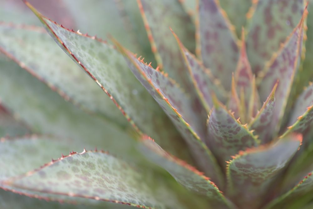Succulent I