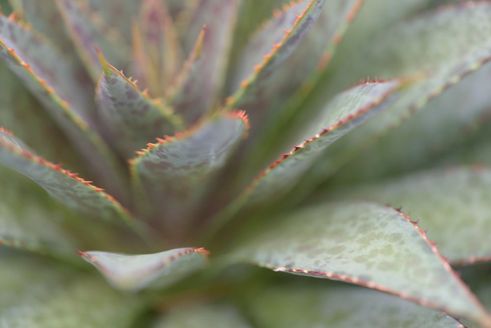 Succulent II