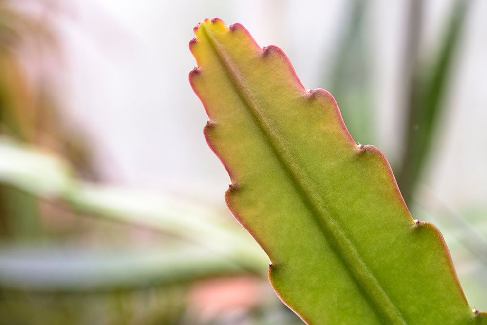 Desert Jewel I