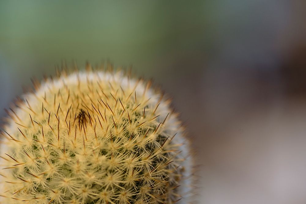 Desert Jewel II