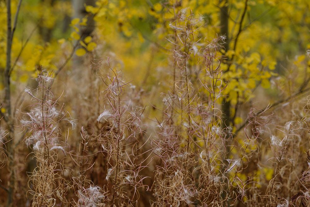 Autumn Grasses