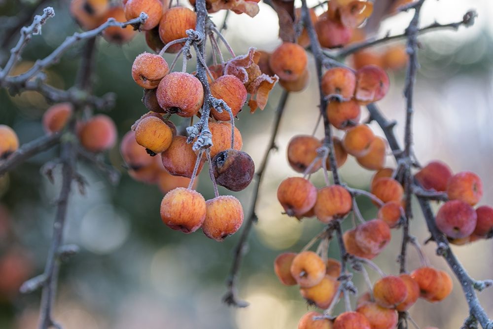 Autumn Berries