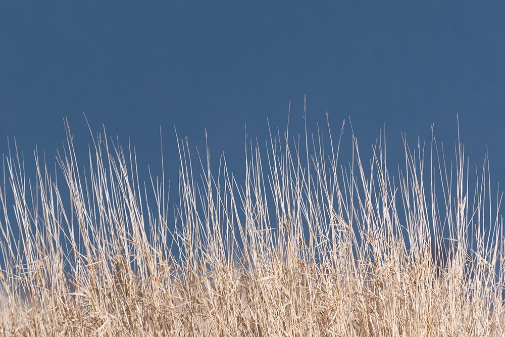 Golden Grasses