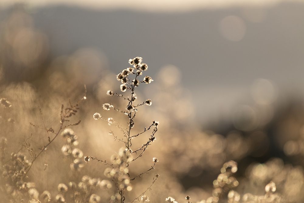 Afternoon Light