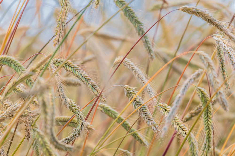 Wheat Dance