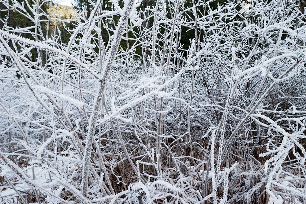 Ice Pattern