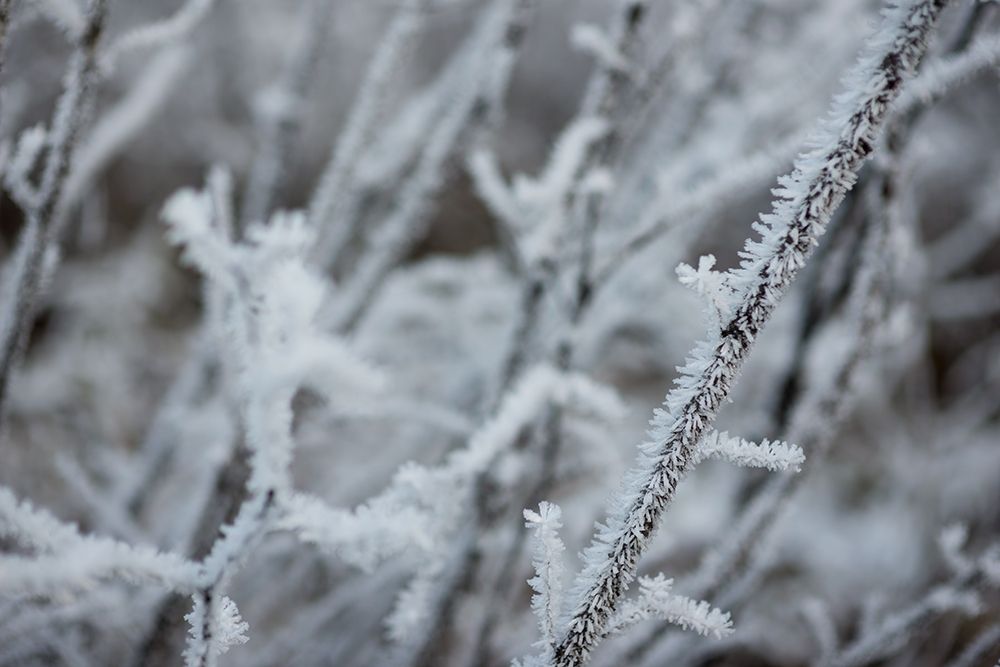 Winter Crystals