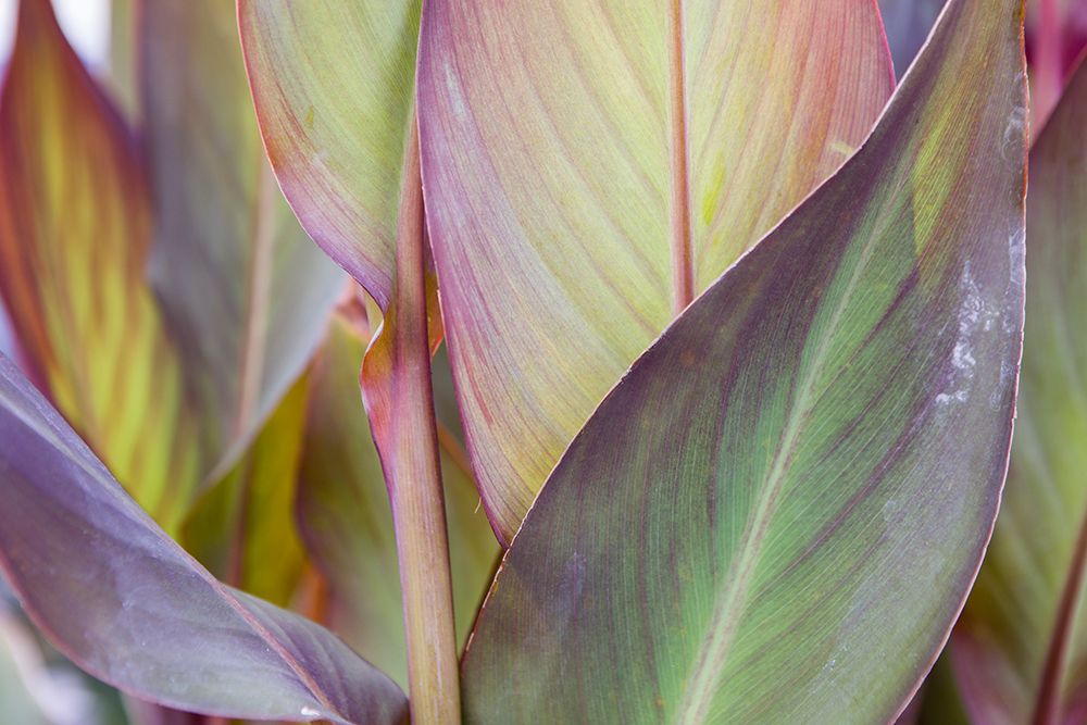 Exotic Leaves