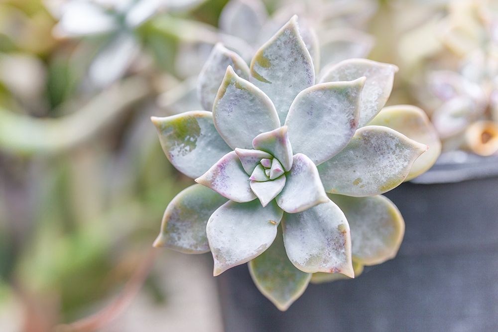 Succulent