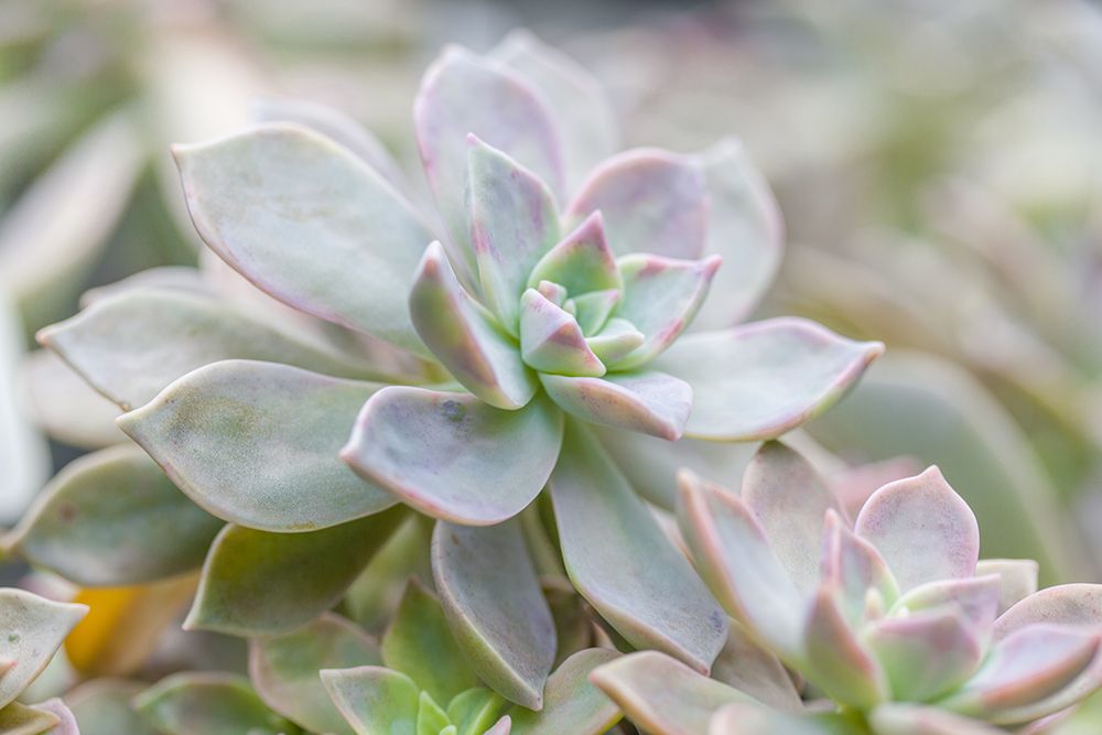 Succulent