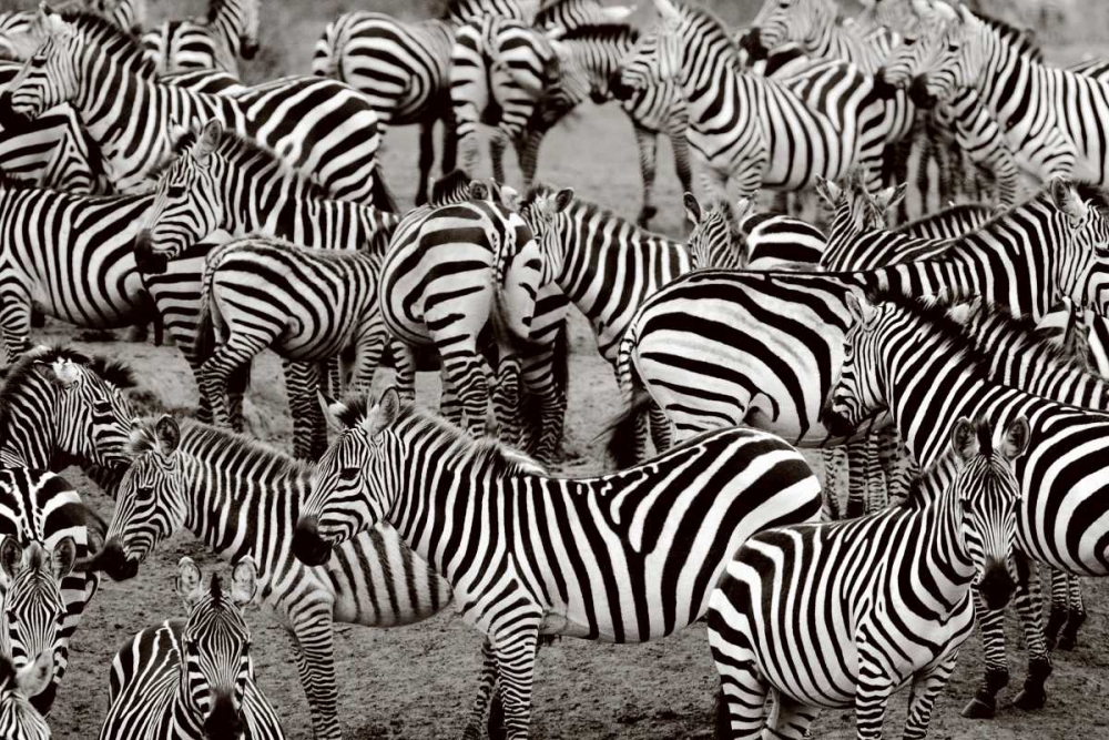 Zebra Abstraction