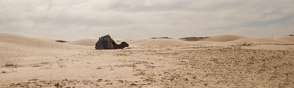 Sahara Desert â Sitting Camel