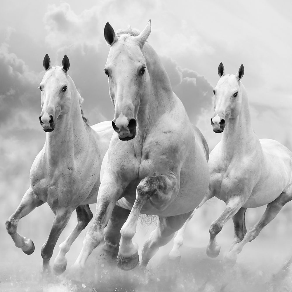 Three White Stallions