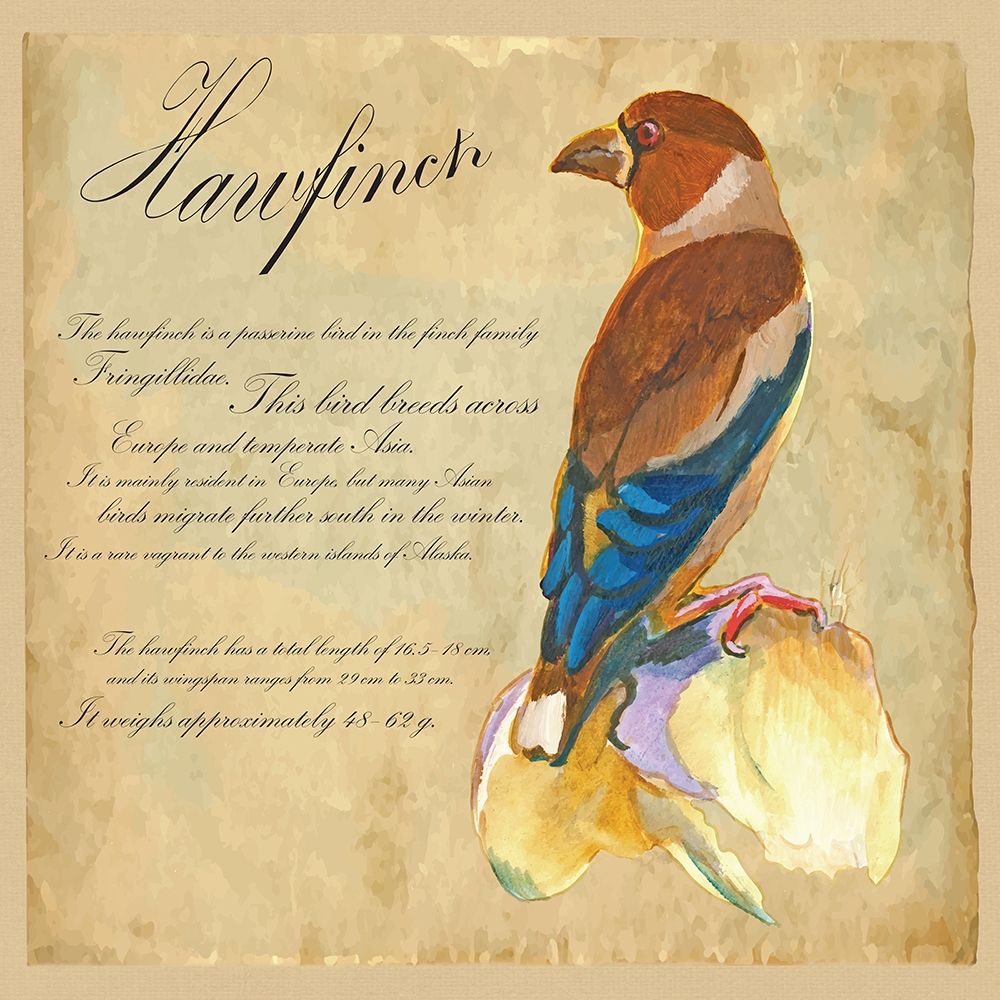 Hawfinch Illustration