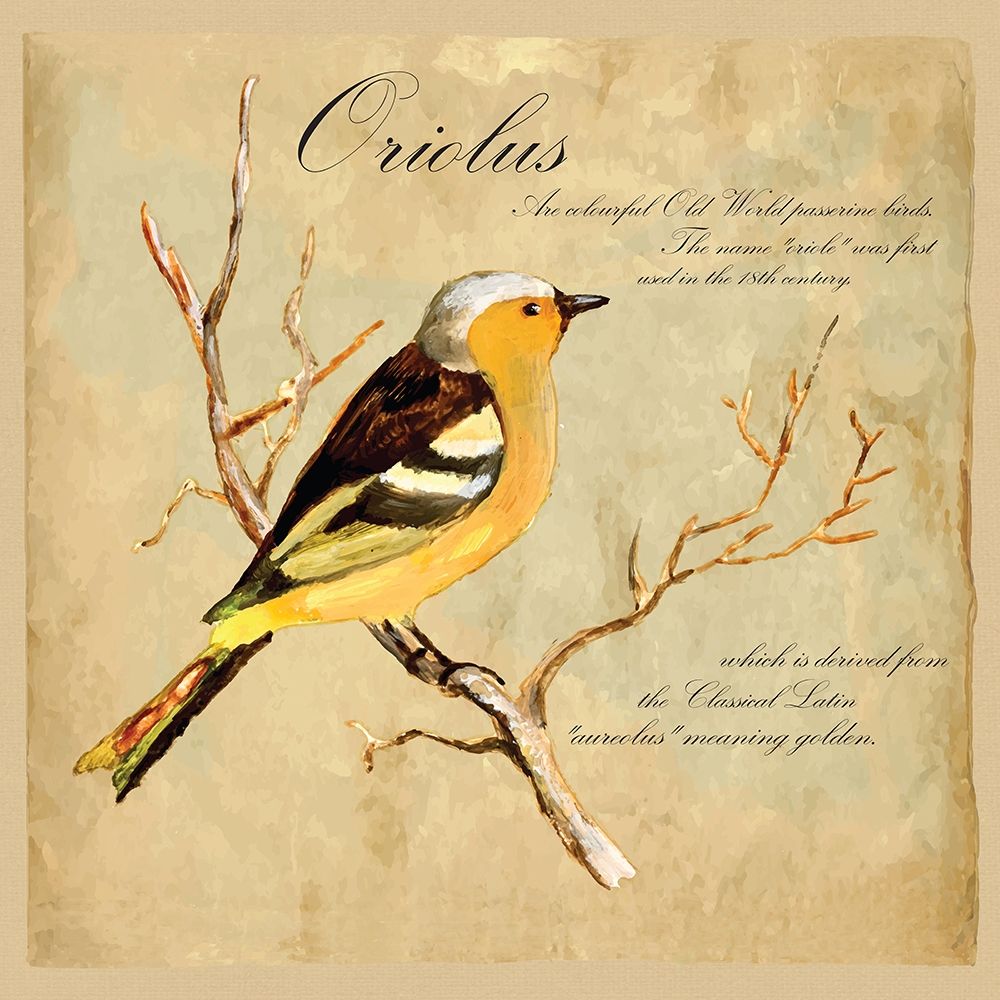 Oriolus Bird Illustration