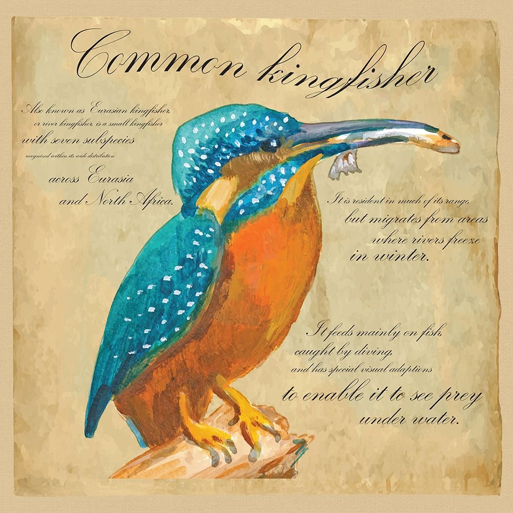 Common Kingfisher