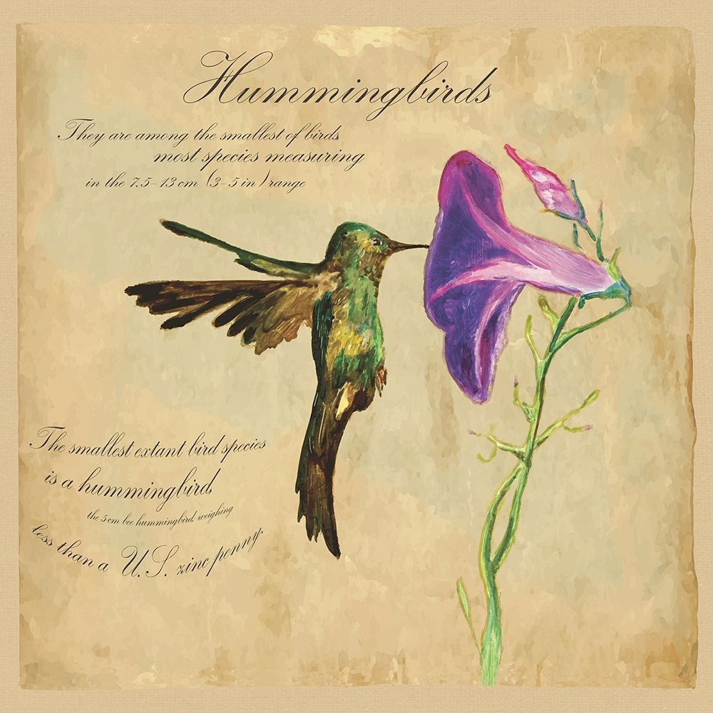 Hummingbird Illustration