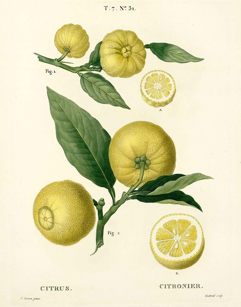 Lemon Plant Botanical