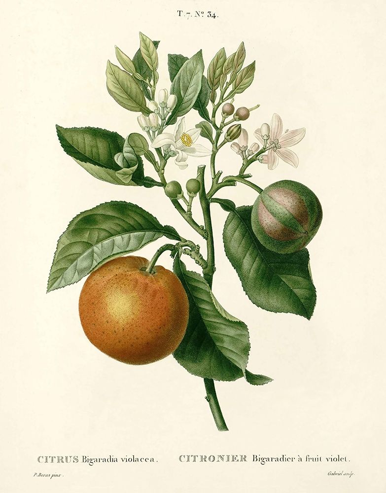Citrus Plant Botanical