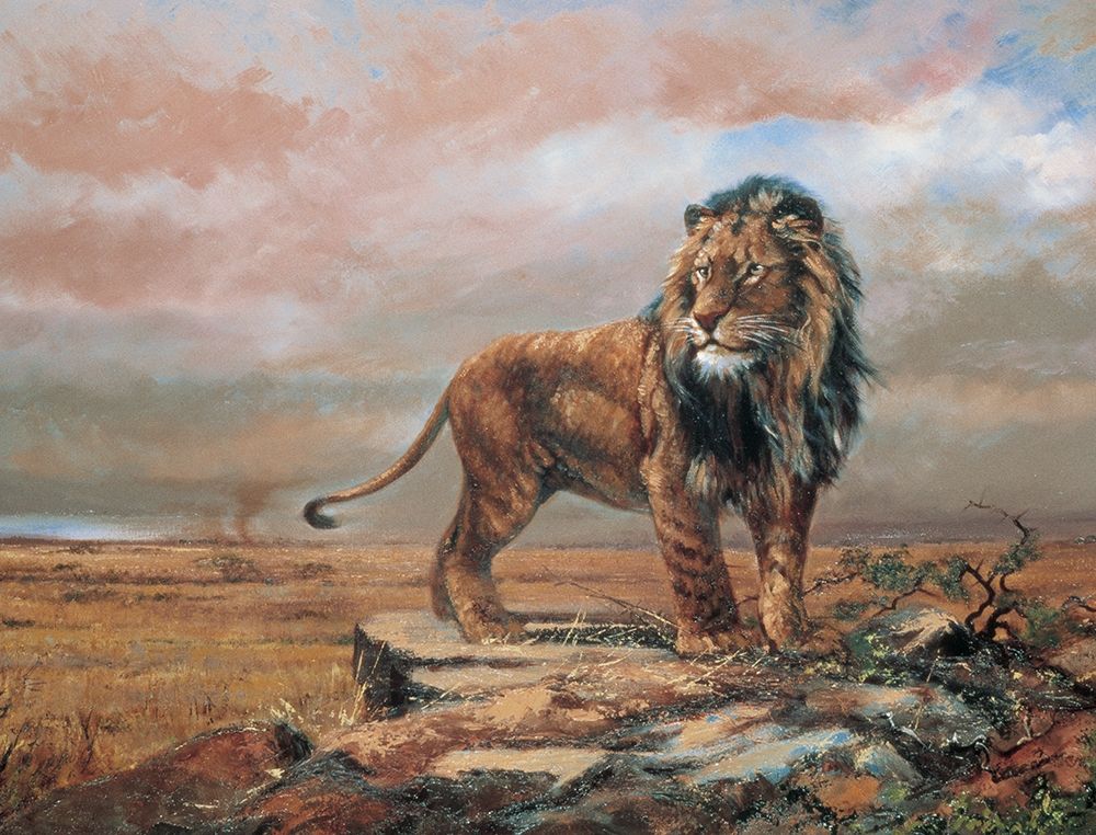 Savanne Lion