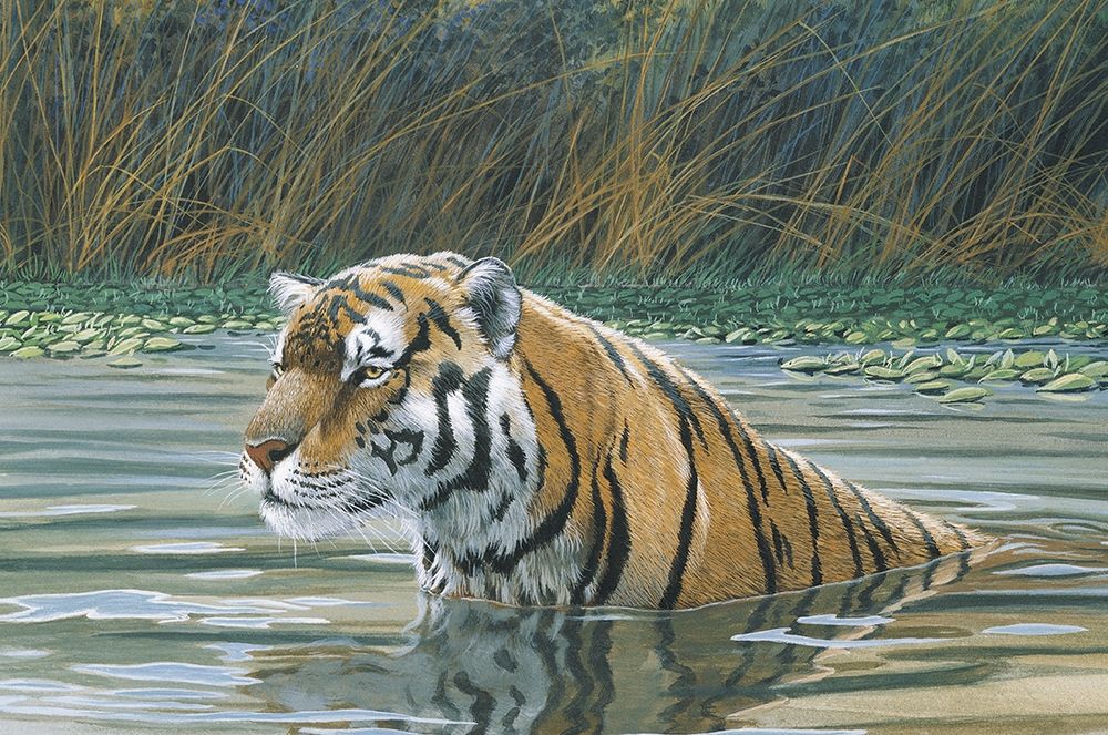 Bengal Tiger