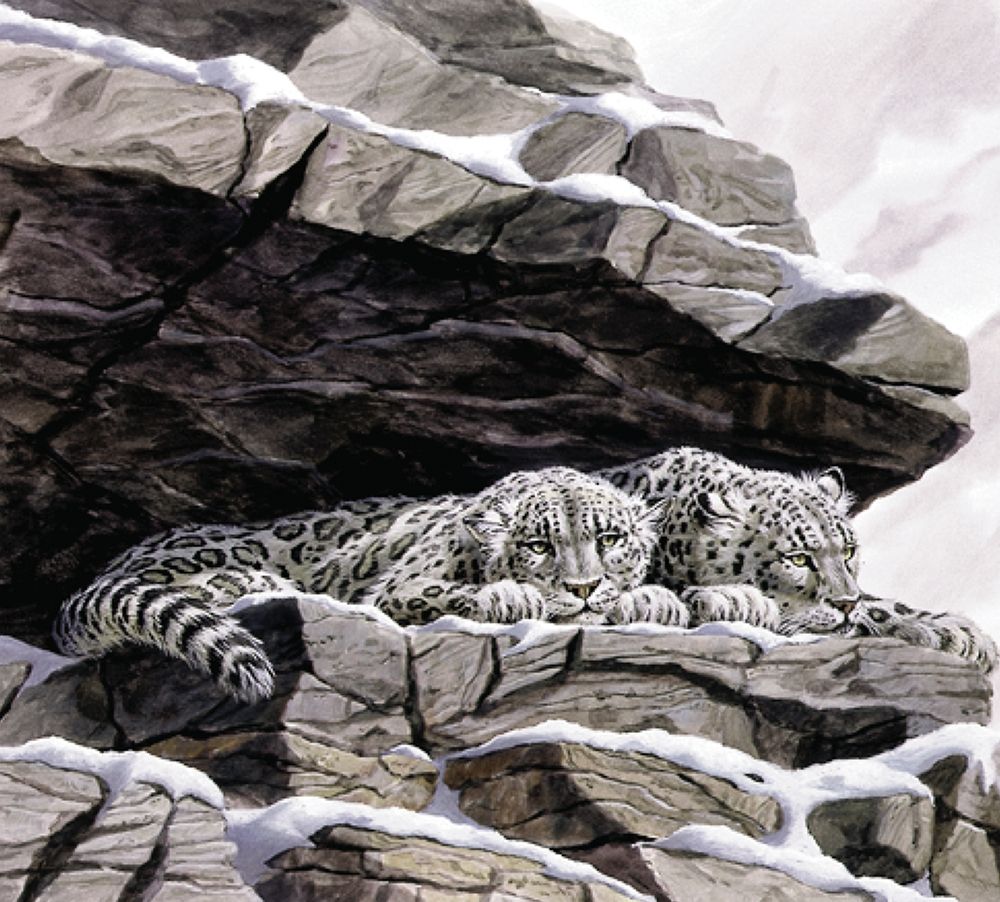 Snow Leopards