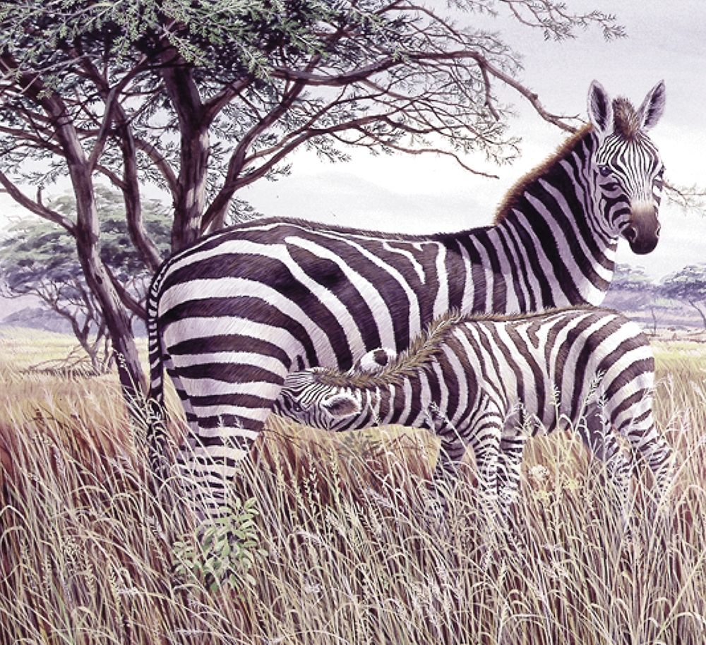 Zebras