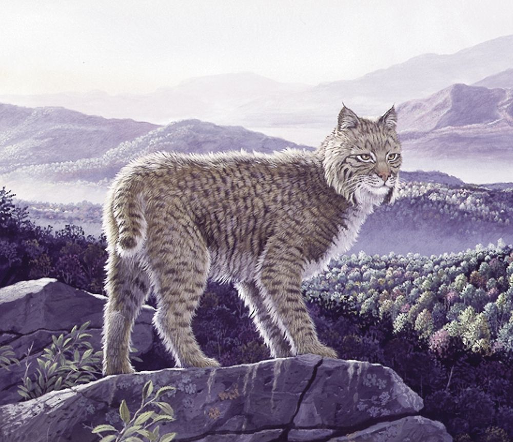 Bobcat