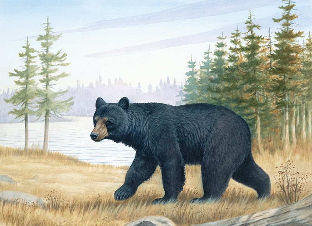 Black Bear