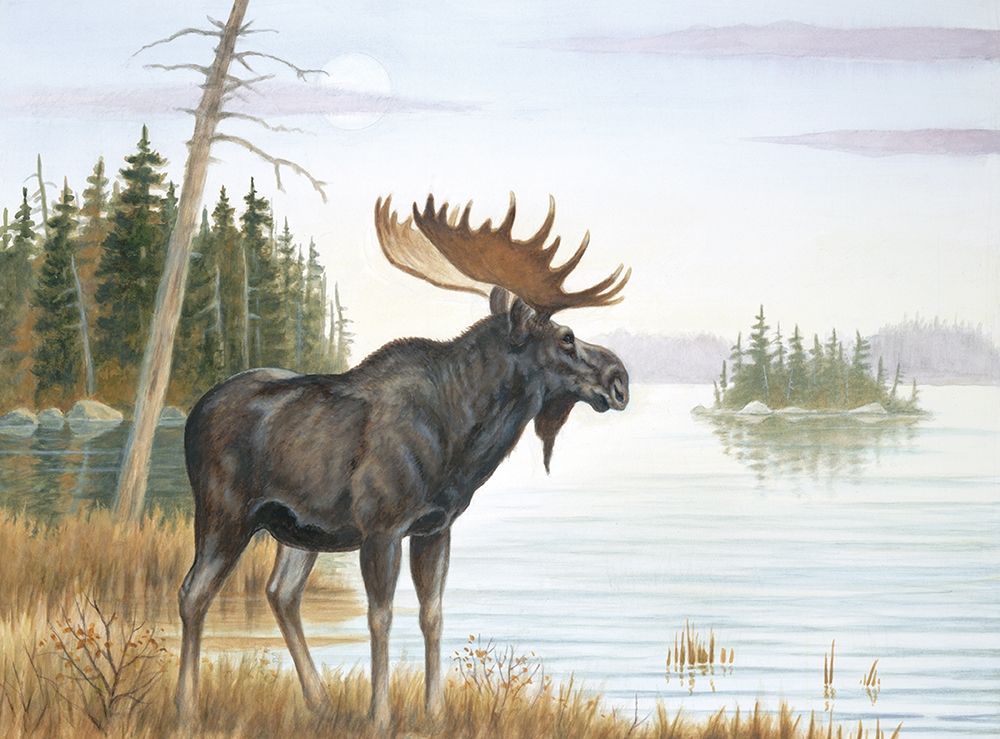 Misty Moose