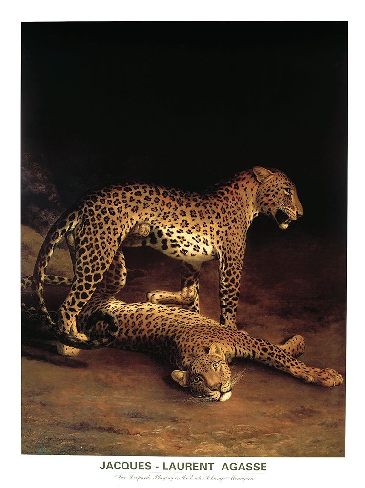 Twp Leopards