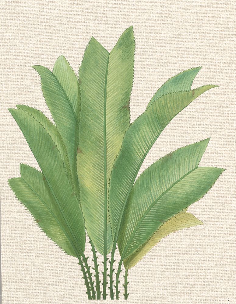 Palm Fronds I