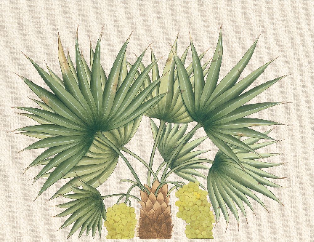 Palm Fronds III
