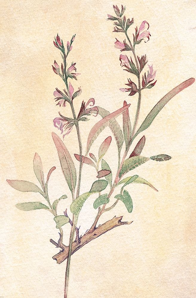 Sage