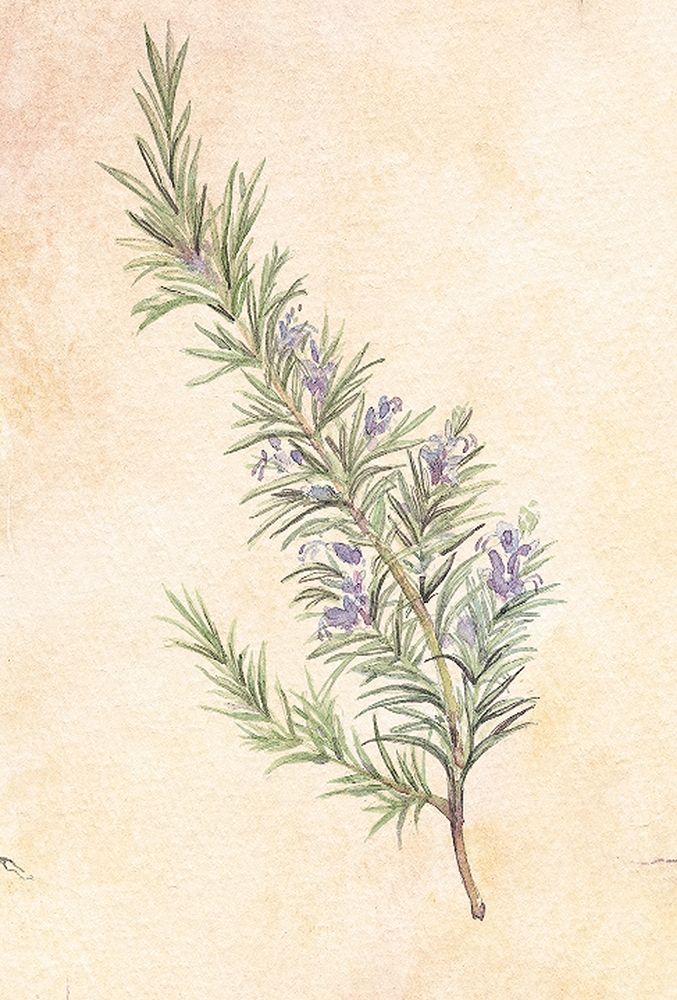 Rosemary