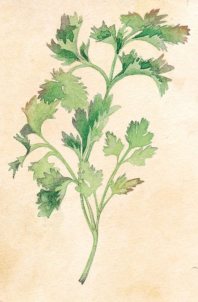 Parsley