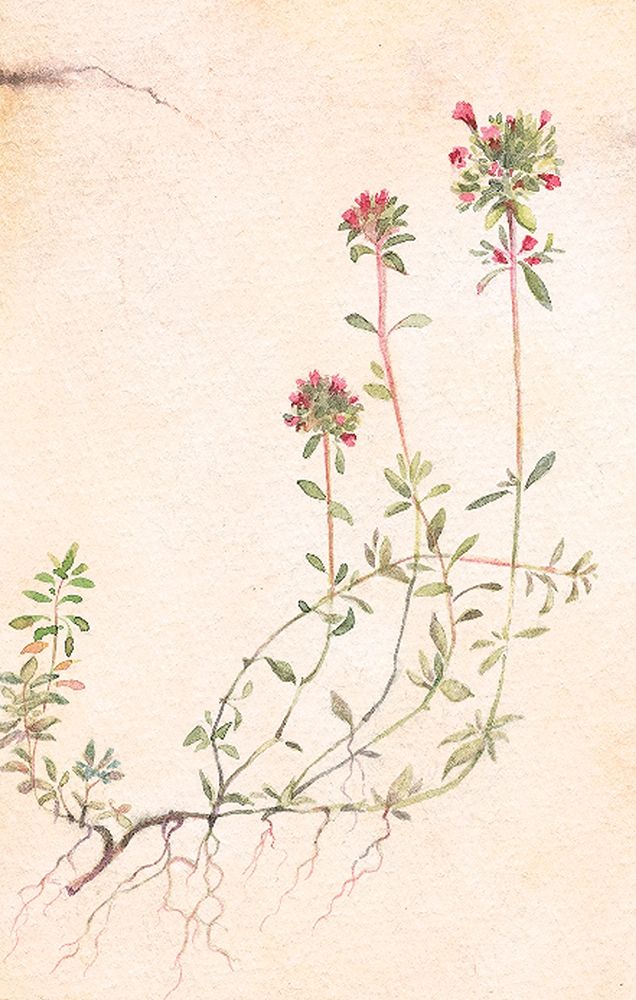 Thyme