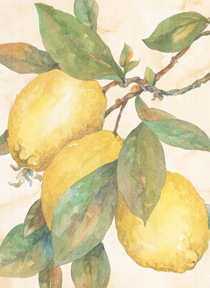 Hanging Lemons