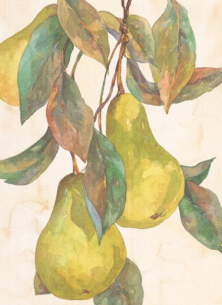Hanging Pears