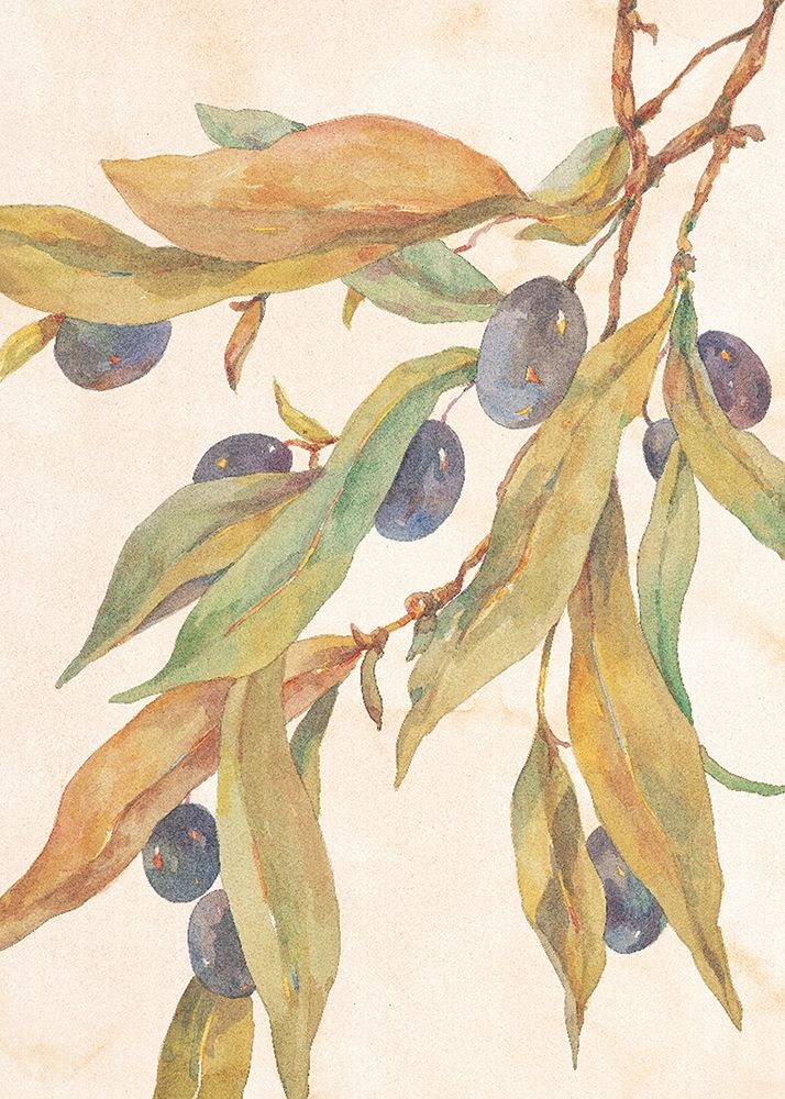 Hanging Olives
