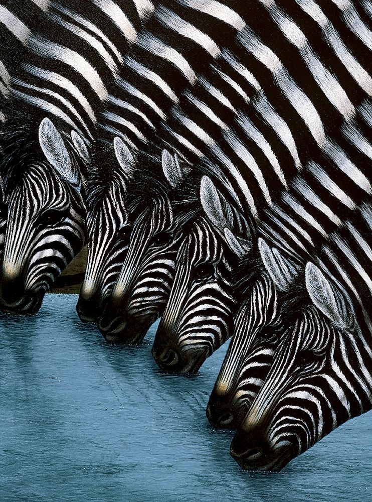 Zebra II
