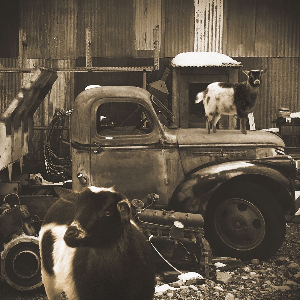 Junkyard D2: Sepia Goats