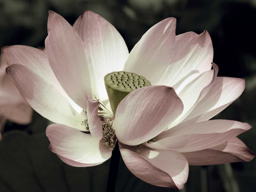 The Blossom