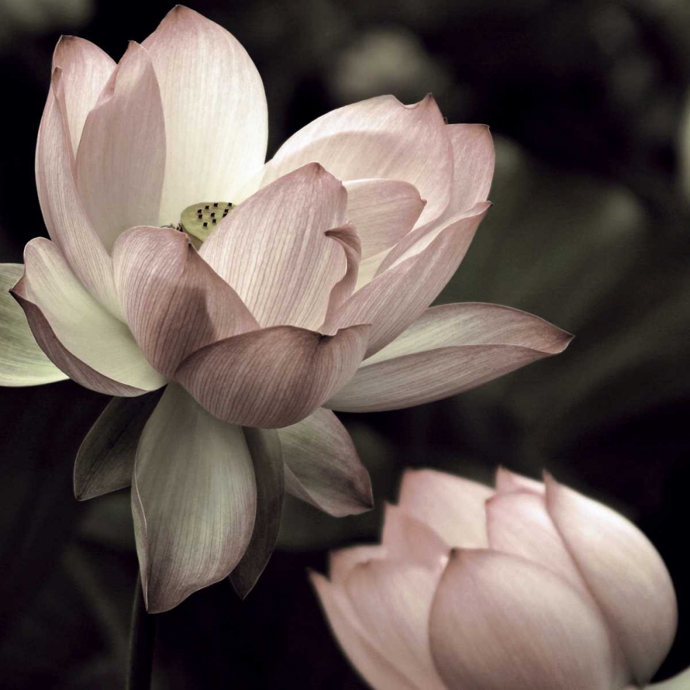 The Lotus II