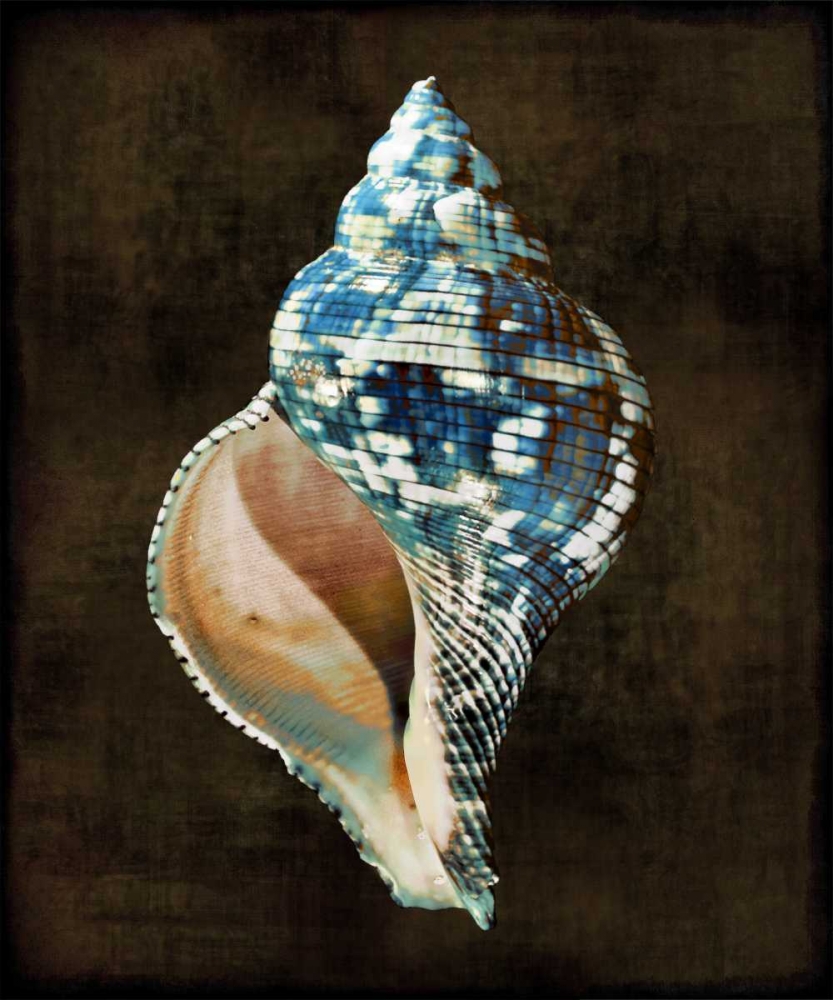 Ocean Treasure III