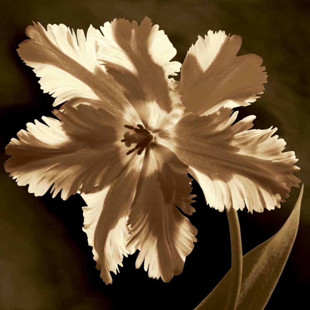 Parrot Tulip I