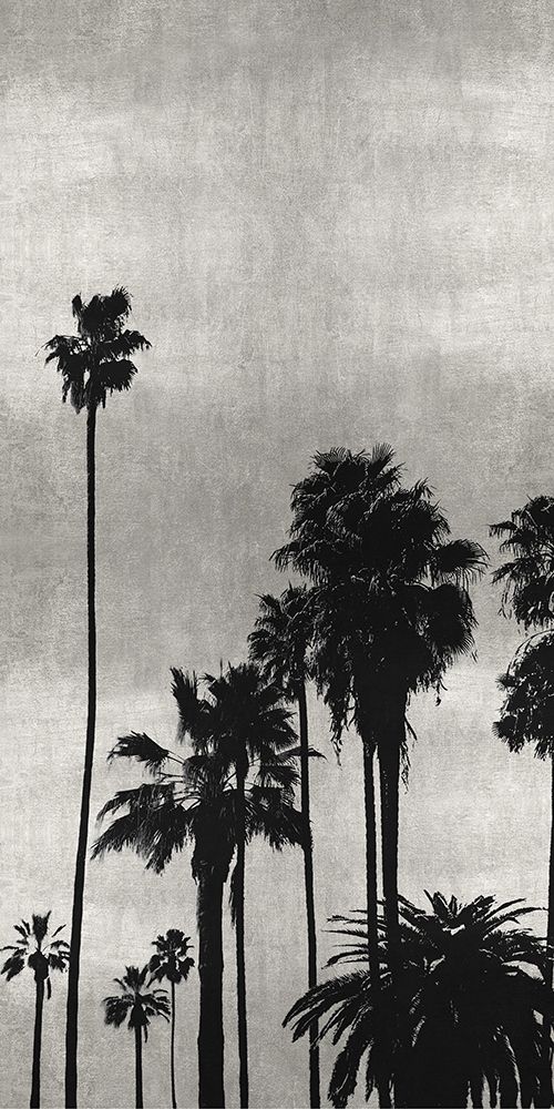 Palm Silhouette on Silver II