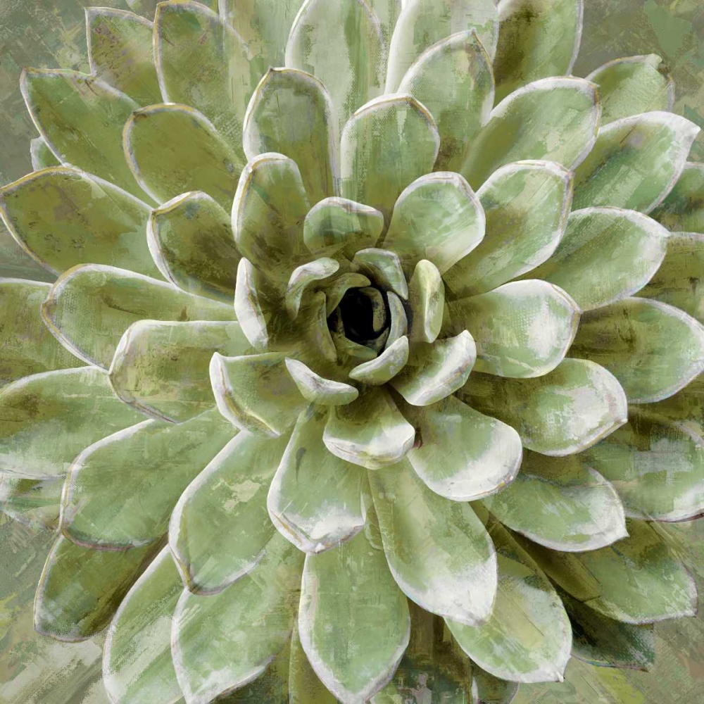 Succulent Verde II